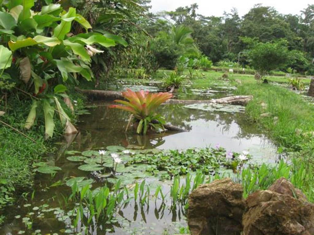 Hacienda Pozo Azul Hotel Sarapiquí Værelse billede